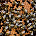 Balın yanı sıra arı ürünleri de ülke ekonomisine “enerji” sağlayacak