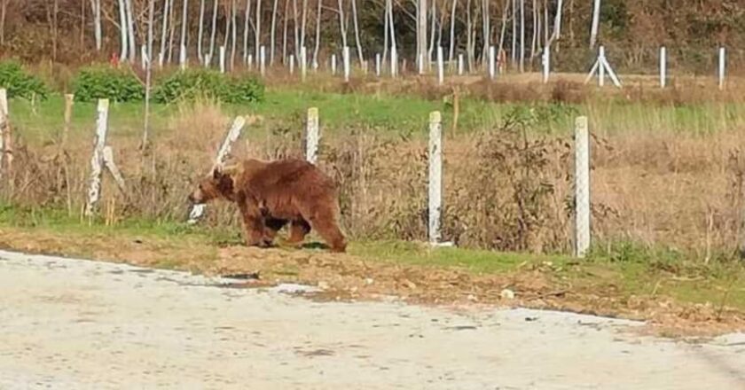 Bursa, 9 gün sonra 9 gün sonra Bursa istedi – Son Dakika Türkiye Haberleri