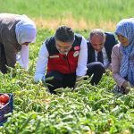 Bakan Yumaklı hasada katıldı, üreticilerle domates topladı