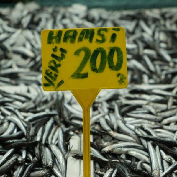 Tezgahların en hesaplı balığı: Kilosu 200 TL’yi buldu!